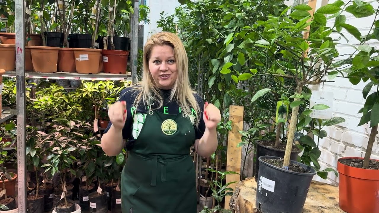 Новогоднее настроение