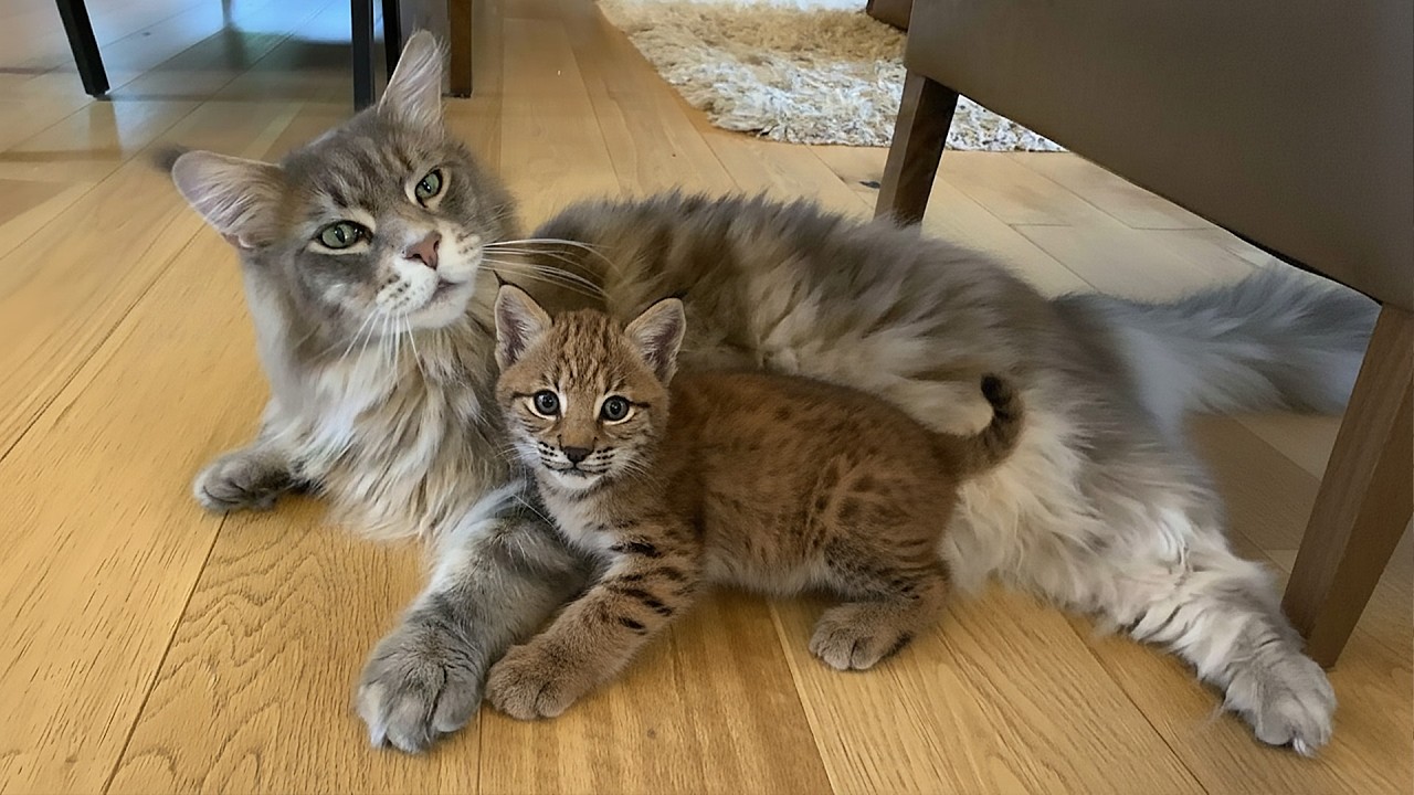 У спасённого котёнка рыси не было никакой надежды, пока его не усыновила мейн-кун и не стала его ...