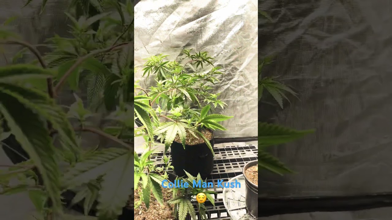 INDICA DOMINANT 90\10