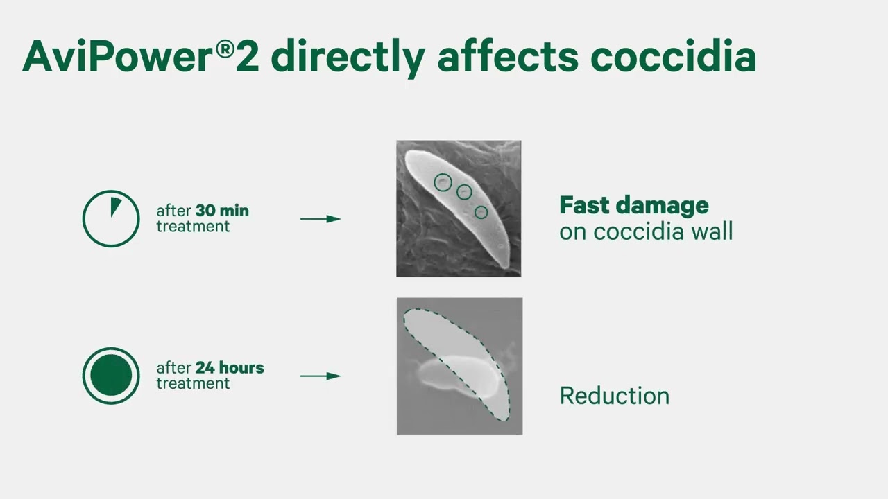 Coccidial pressure holding back your poultry performance? It’s time to take control with AviPower®2
