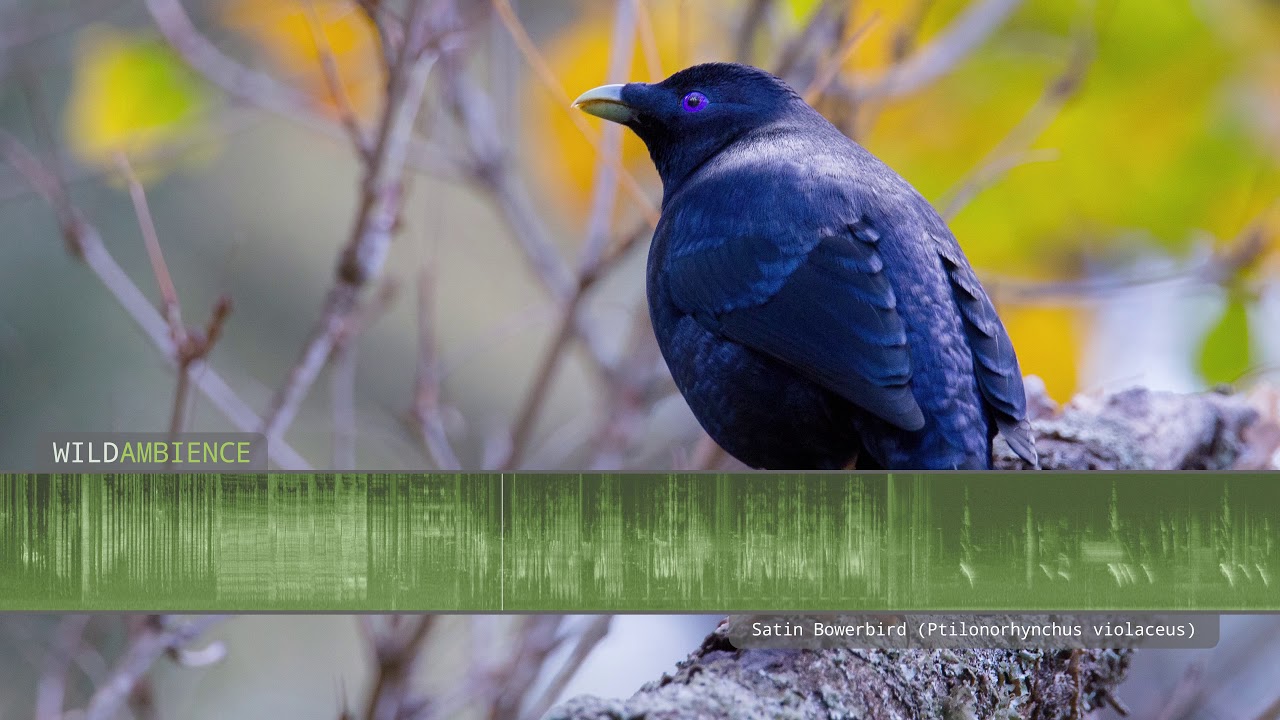 Satin Bowerbird - Sounds and Calls