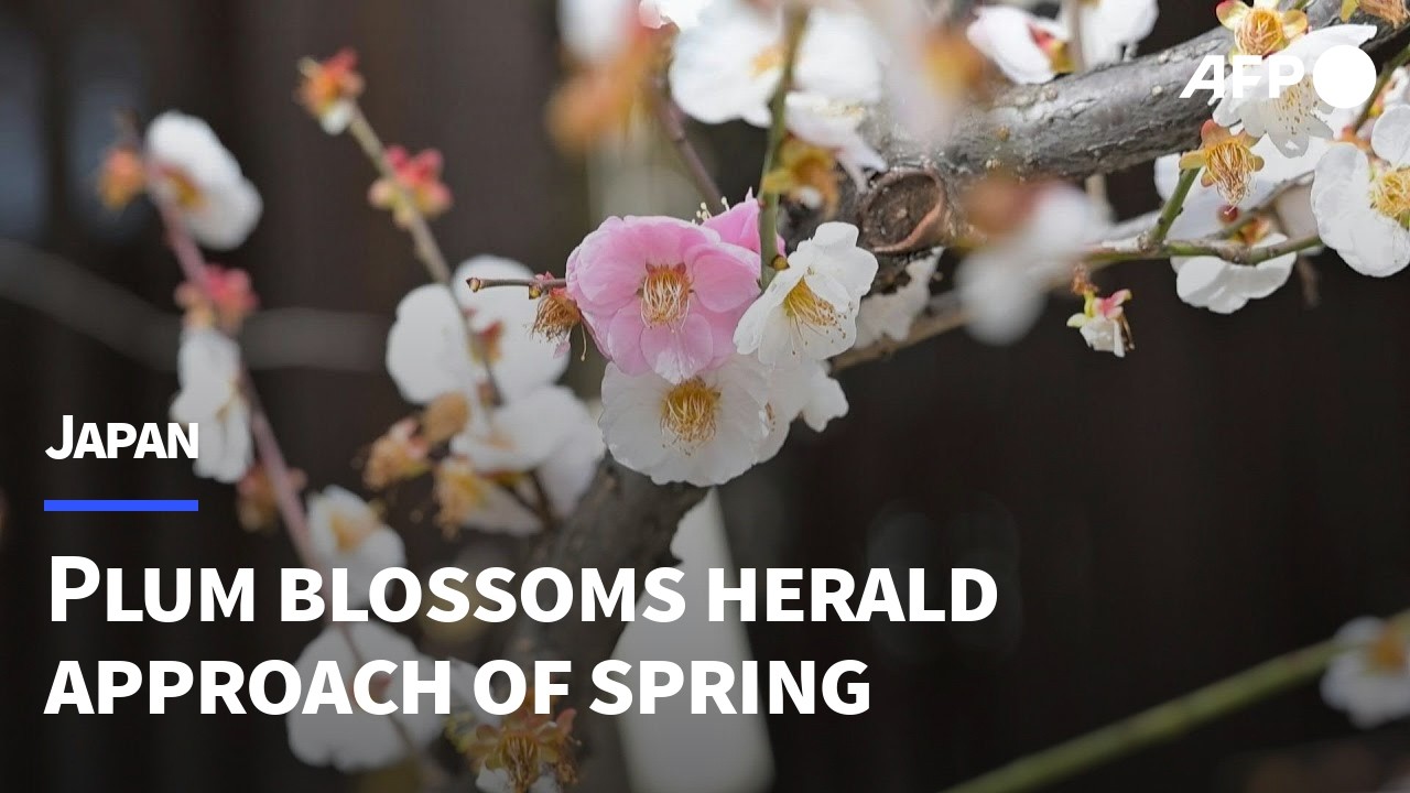 Japanese residents enjoy the plum blossoms as spring approaches | AFP