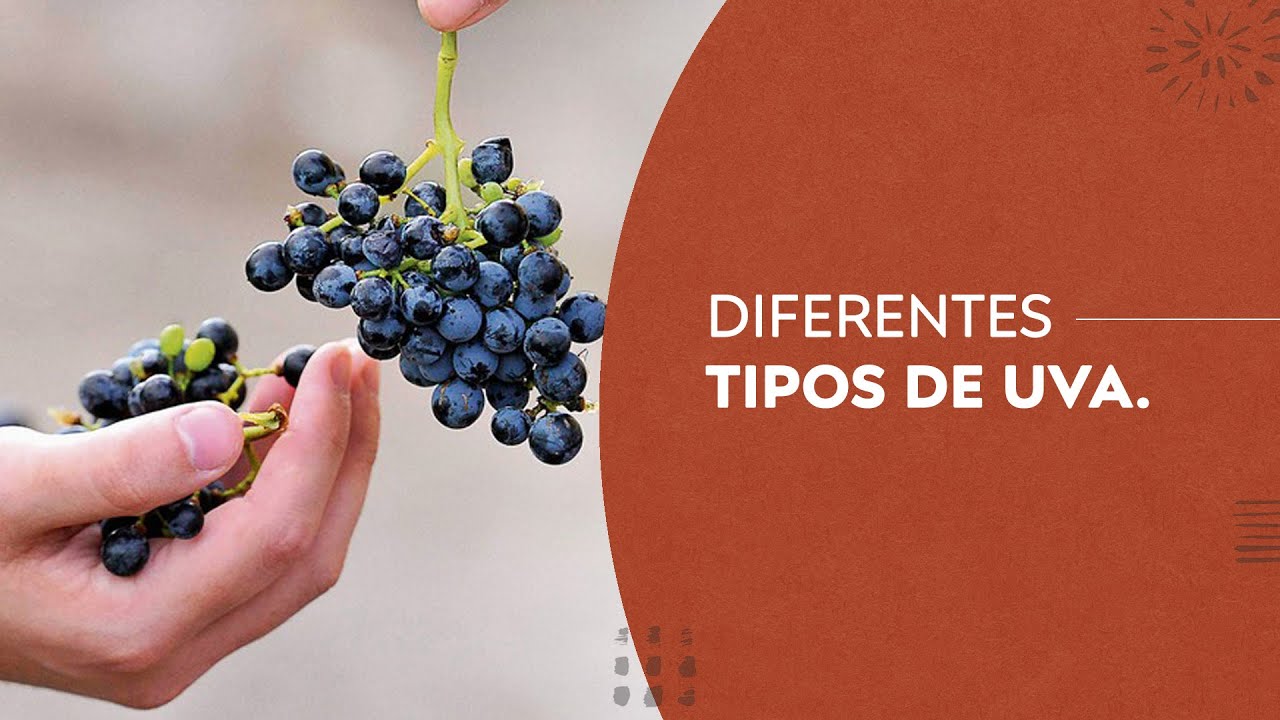 De Cabernet a Chardonnay: O guia completo das uvas viníferas!