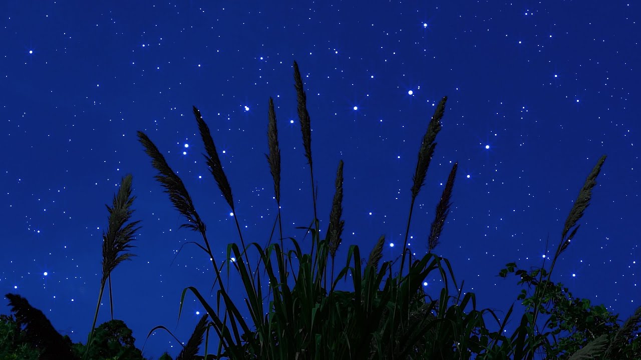 Cricket Chirping Under Starry Night - Peaceful Ambience for Sleep & Relaxation - 10 Hours