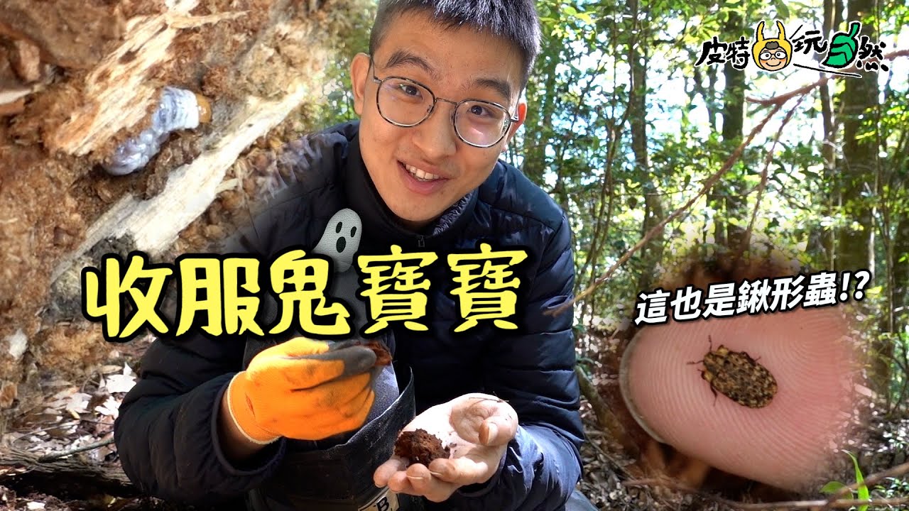 【皮特玩自然】抓鬼寶寶！運氣爆棚超迷你鍬形蟲！竟然在轉角遇到…愛？！