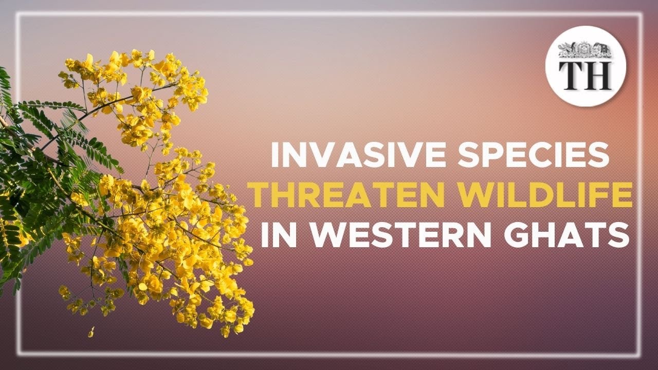 What is the invasive species threatening Western Ghats wildlife?