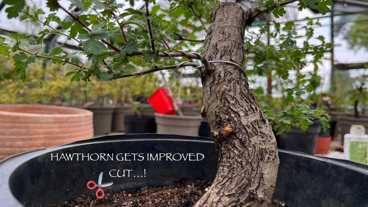 Hawthorn Bonsai Trunk Chop Cleaned Up! Working With Collect Mature Bonsai Material