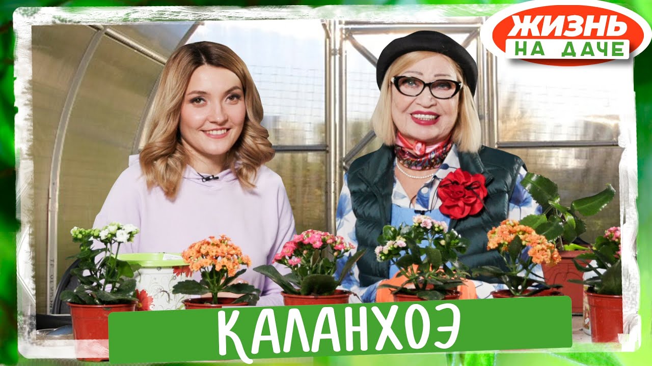 Каланхоэ! Красивый или полезный комнатный цветок?