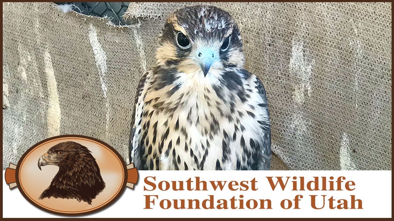 Falconry | Prairie Falcon Training Part One
