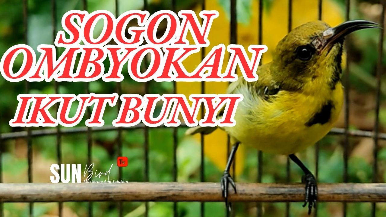 PANCINGAN SOGON BAHAN OMBYOKAN AGAR RAJIN BUNYI  PART 1