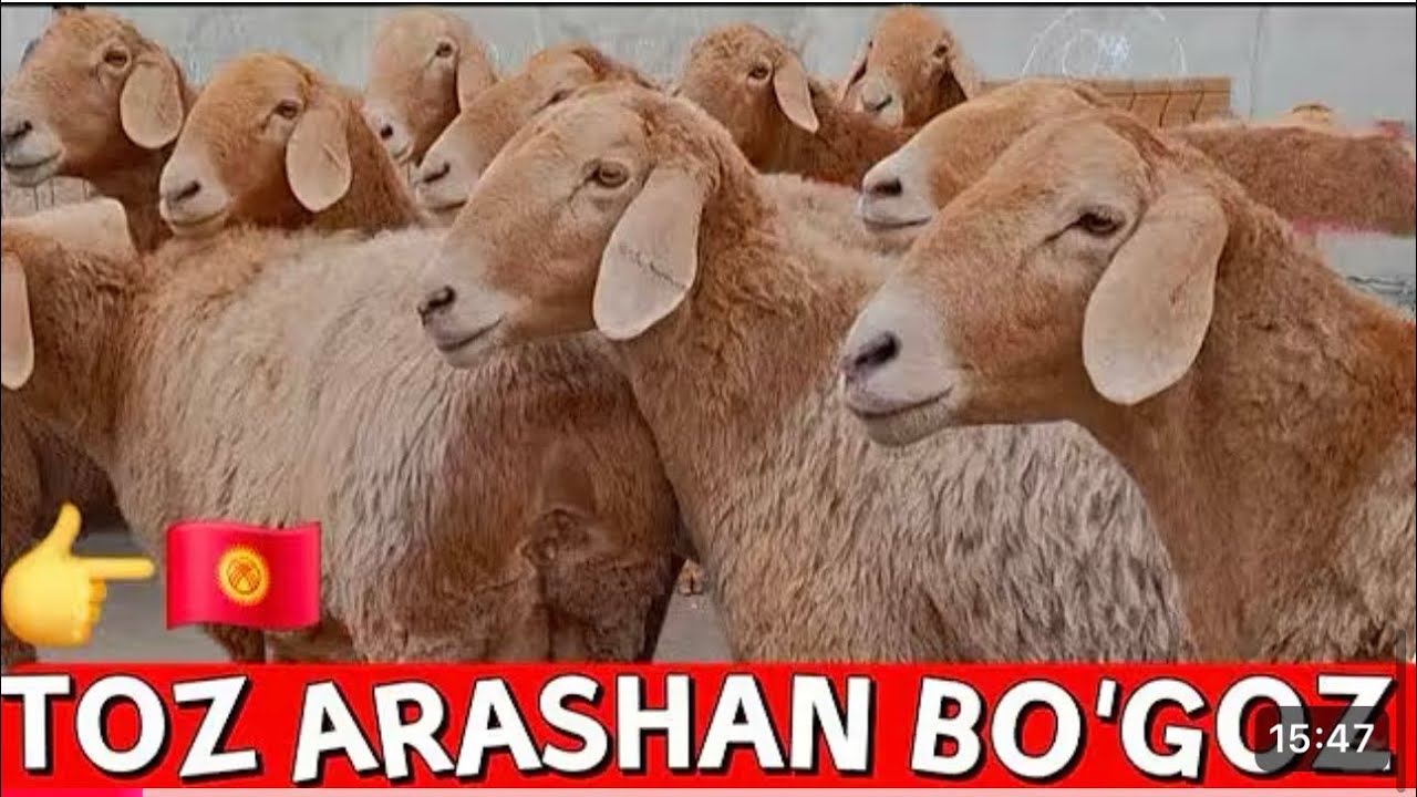 1chi qornga bógozlardan keldi arashan yarchkalardan shoshling #arashan #chorvabozor#umidjonuz 
