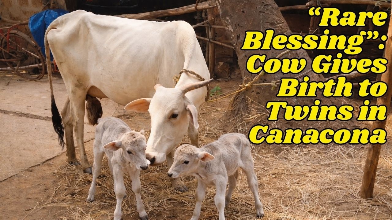 &ldquo;Rare Blessing&rdquo;: Cow Gives Birth to Twins in Canacona