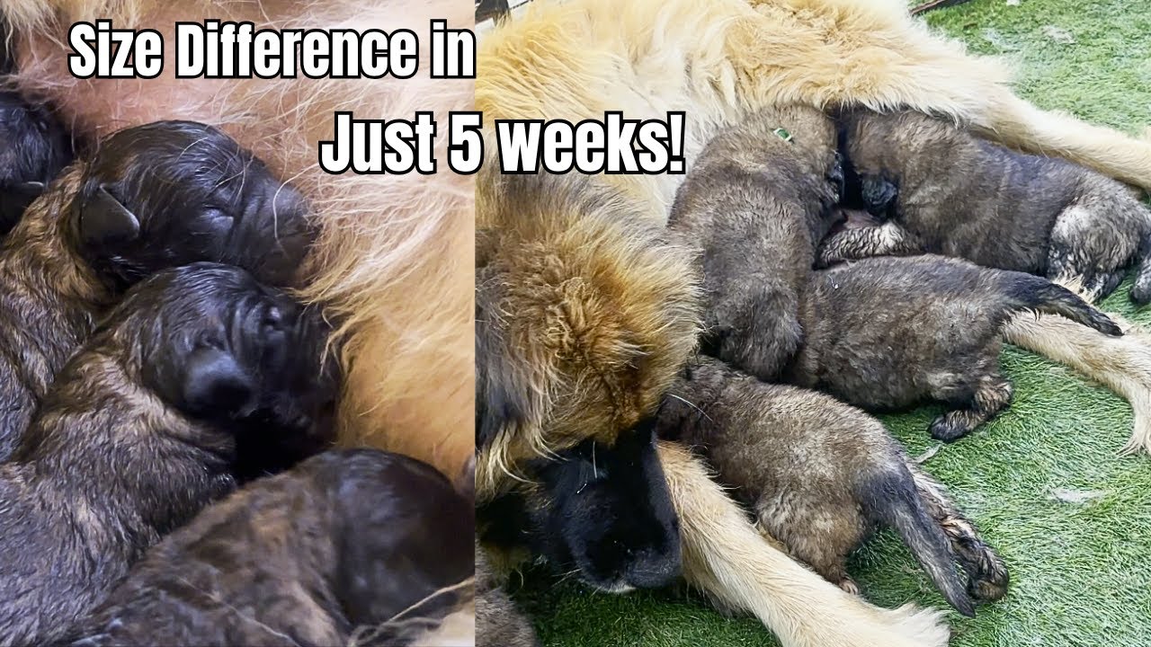 Leonberger Puppies Size Difference in Just 5 weeks!