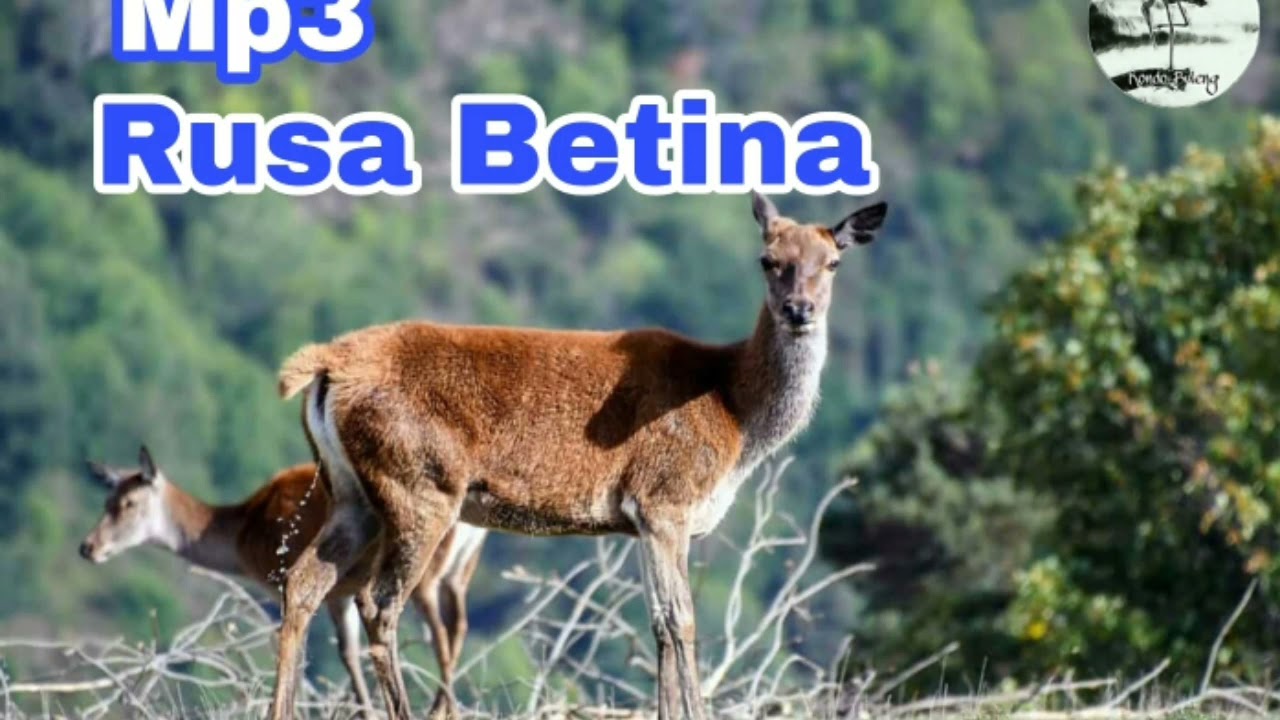 Rusa jantan di jamin mendekat mendengarkan suara pikat ini. Suara bersih dan jernih