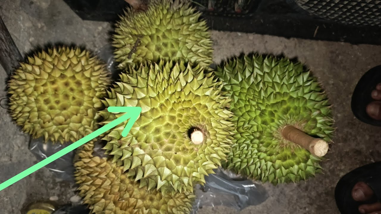 KESERUAN MENCARI DURIAN LOKAL DI KEBUN 🤤 ‼️‼️‼️