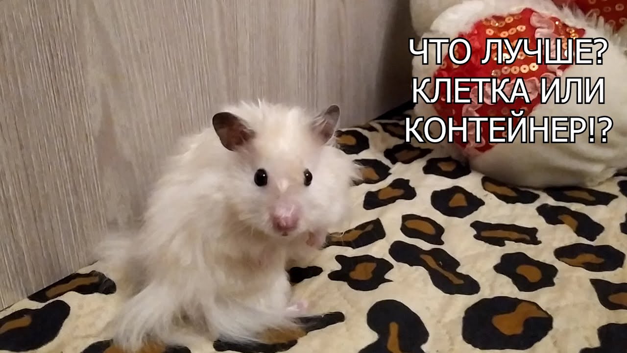 КОНТЕЙНЕР ИЛИ КЛЕТКА ДЛЯ ХОМЯКА И МЫШЕЙ. ЧТО ЛУЧШЕ!?