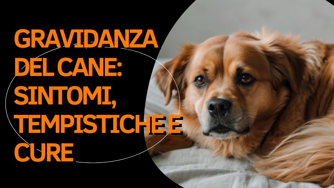 Gravidanza del cane: sintomi, tempistiche e cure