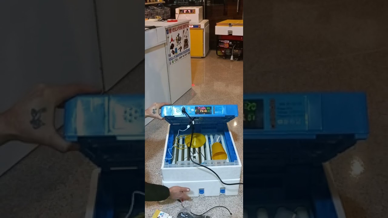 inkubator për zogj