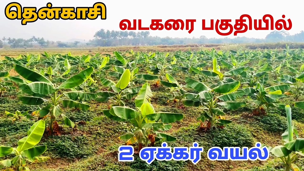 #தென்காசி || செழிப்பான பகுதியில் 1 ஏக்கர் வயல் 10 லட்சத்தில் பாதை அருகில் குறைந்த விலையில் #tenkasi