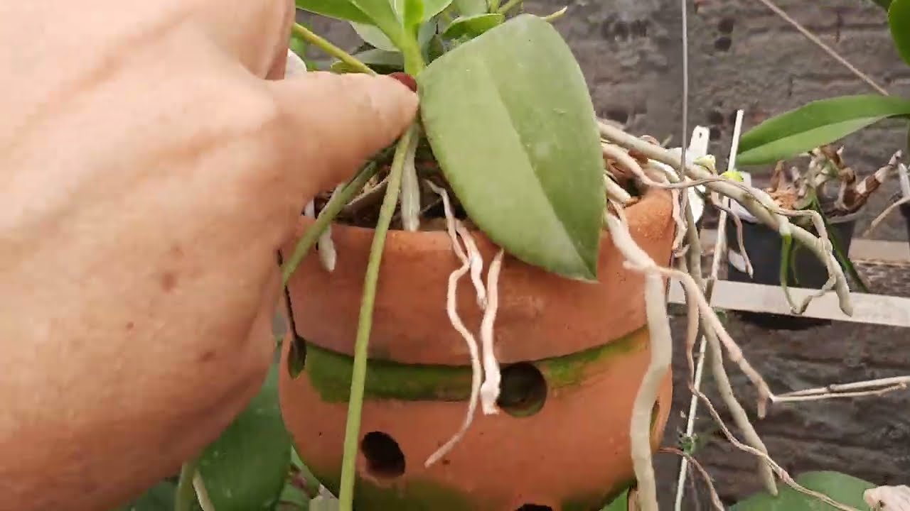 Atendendo a pedidos, mostrando um pouquinho da nossa coleção de Phalaenopsis