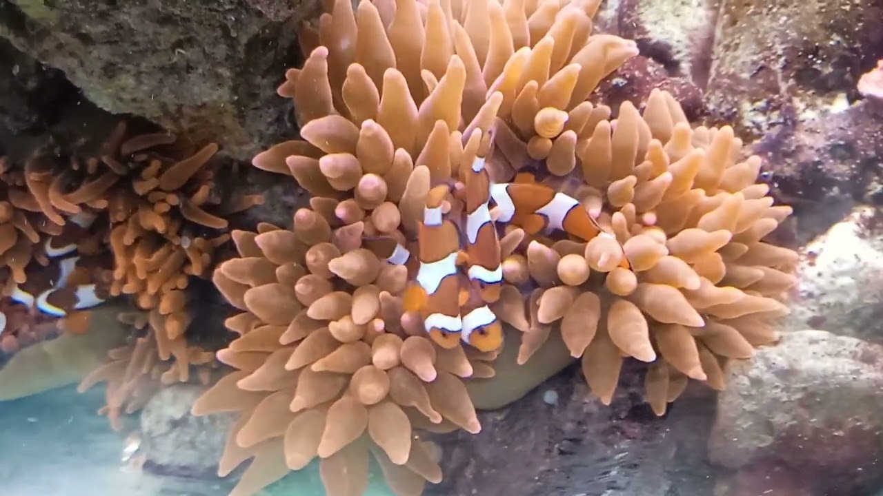10 рыбок клоунов Clownfisch Amphiprion ocellaris&nbsp;Falscher Clown  Anemonenfisch в морском аквариуме