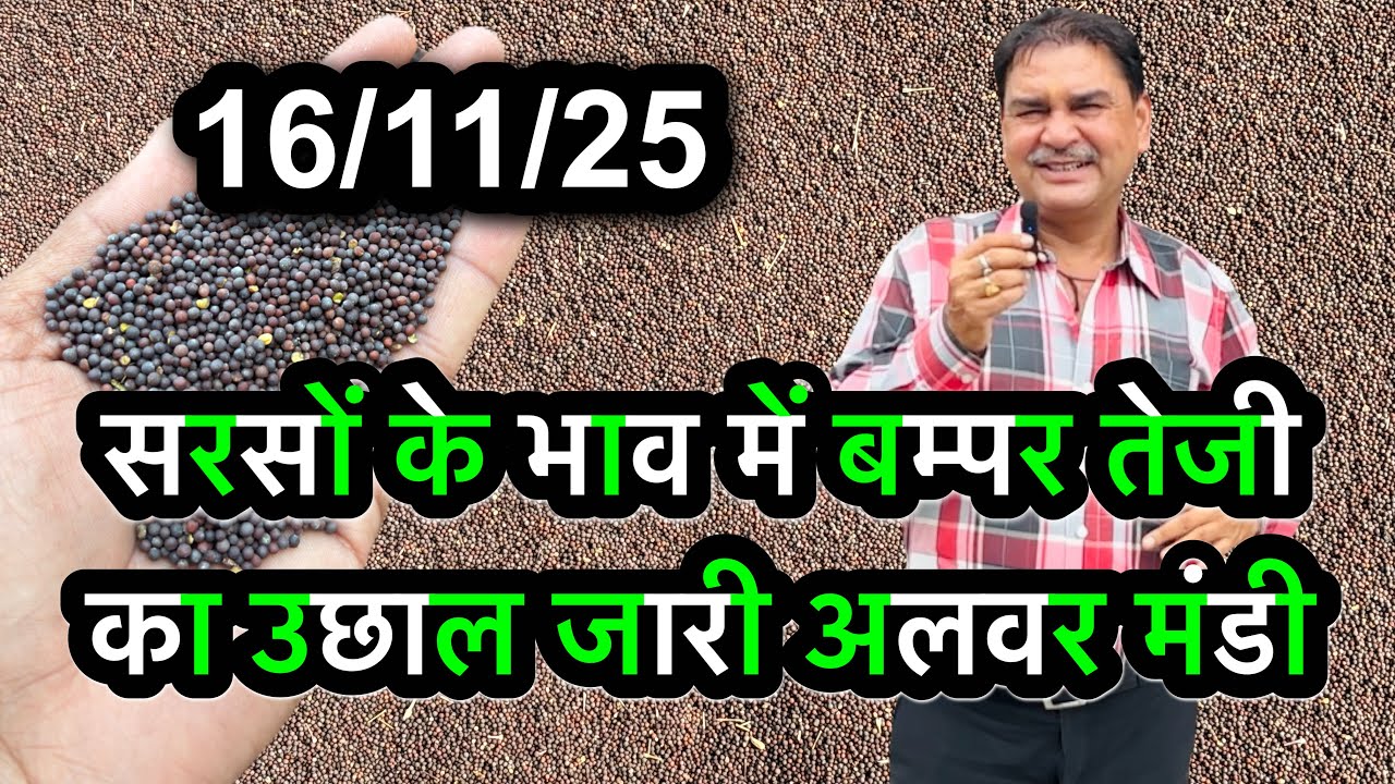 सरसों का भाव आज का, सरसों के भाव में आया मंदी का उछाल देखें भाव Sarson Ka Bhav Today, Mandi Bhav Aaj