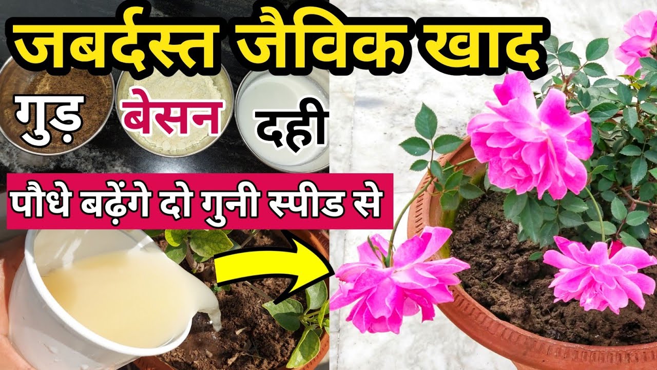 बेसन से बना जैविक खाद पौधे को फूलों और फलों से भर देगा.Best homemade organic fertilizer for plants.