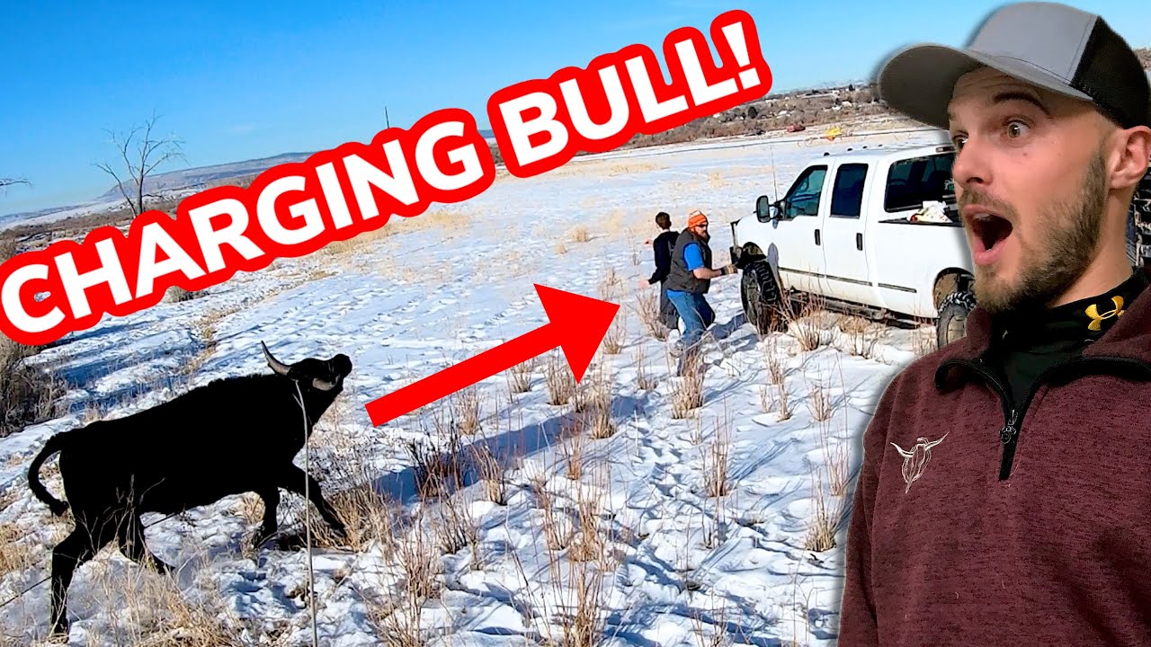 Roping CRAZY Bulls That Escaped: Vlog 19