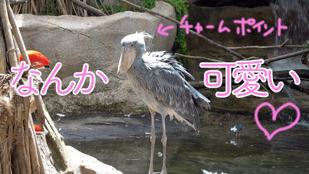 【BONGO in NASU】PART3　ボンゴのお相手、カシシ嬢って??  Bongo's partner, Caxixi in Nasu  Animal Kingdom
