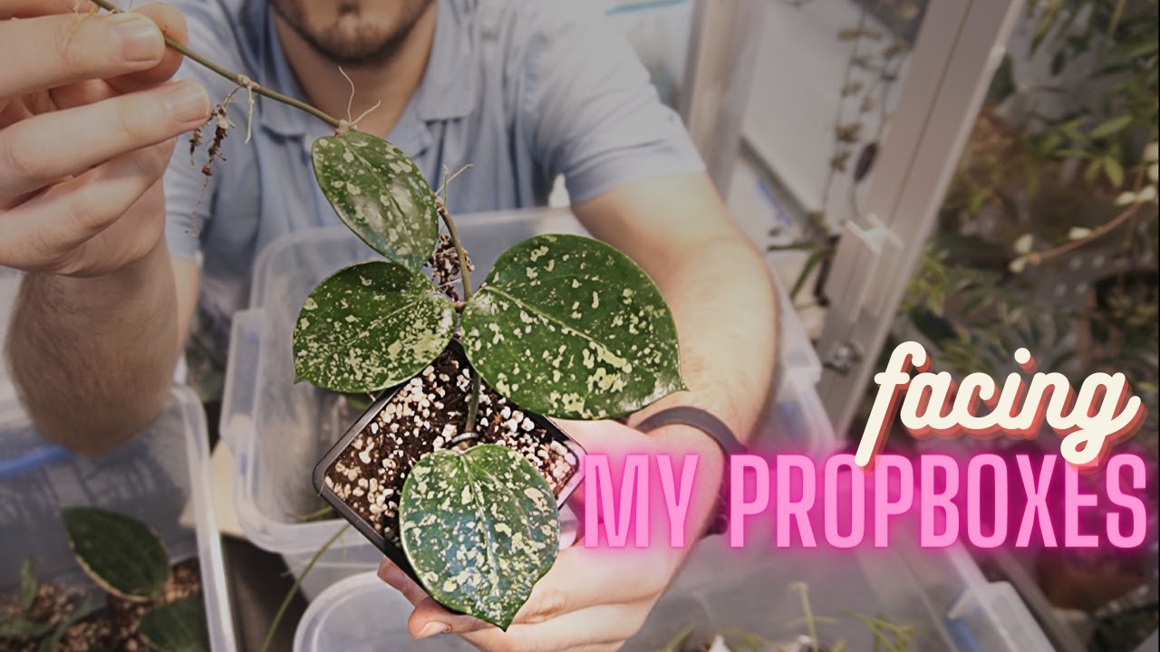 Facing My Propboxes!