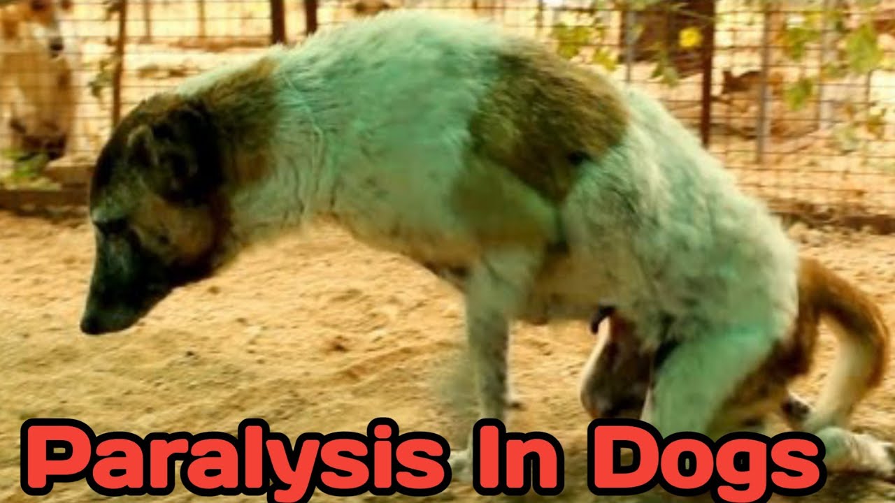 paralysis in dog || symptoms & causes || how to take care of paralysed dog ? ||THE PETVISION
