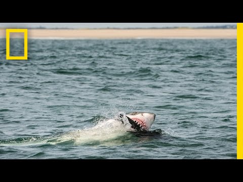 How I Got the Shot: Photographing Great White Sharks off Cape Cod | National Geographic