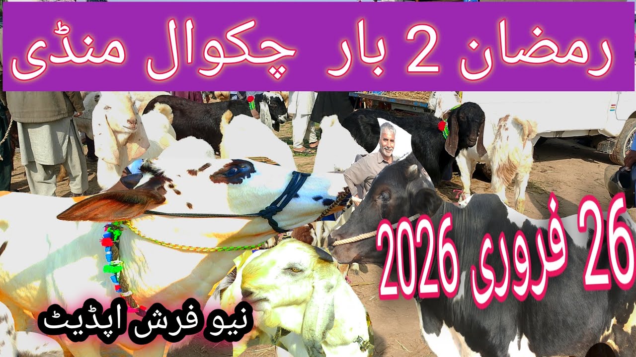 Chakwal Bakra Mandi latest|chakwal Mandi today|chakwal Bakra Mandi 2026|رمضان کی دوسری منڈی