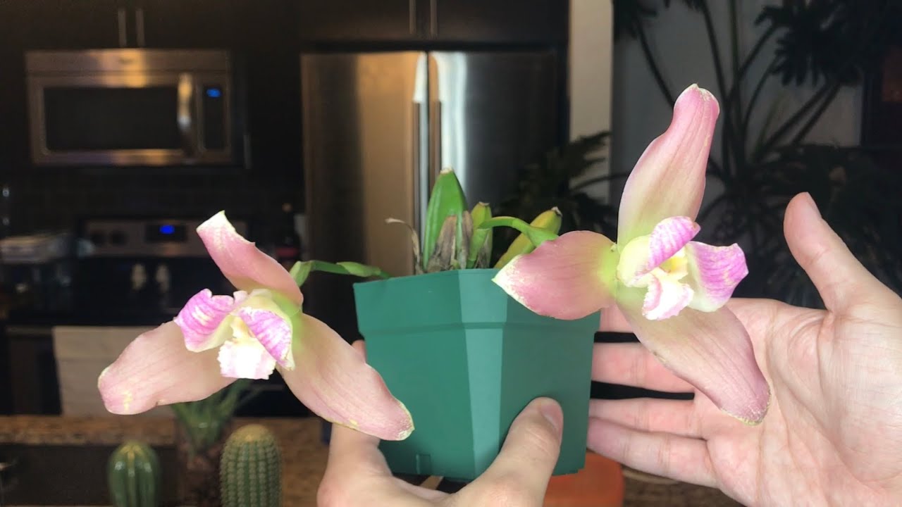 Repotting My New Lycaste Balliae: Semi-Hydroponics