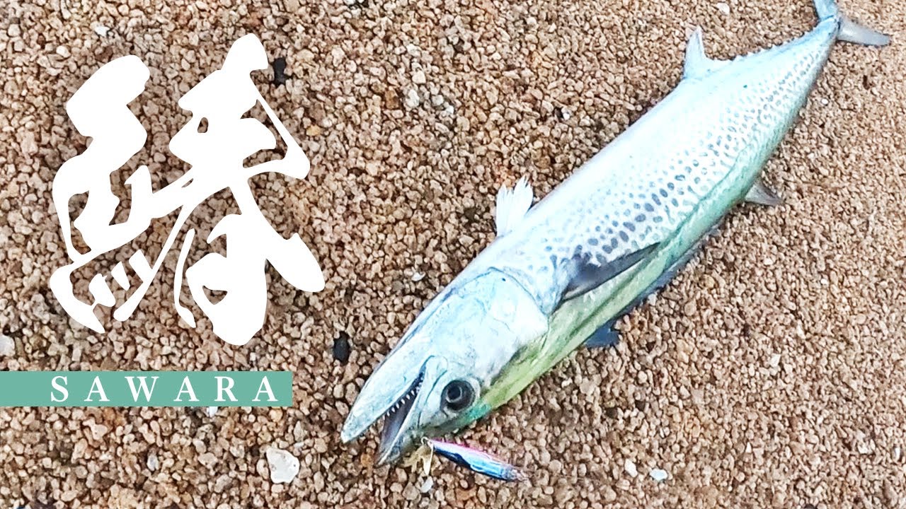 瀬戸内海の離島で大型青物が釣れる！メンバーヒカルが広島県の離島でショアジギング