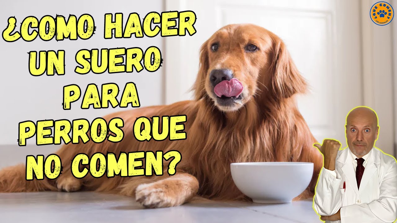 ✅ &iquest;COMO HACER UN SUERO PARA PERROS QUE NO COMEN? ✅