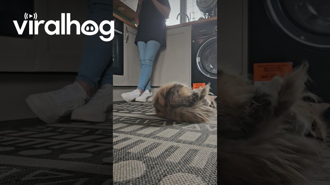 Fluffy Cat on Catnip Rolls Around Room || ViralHog