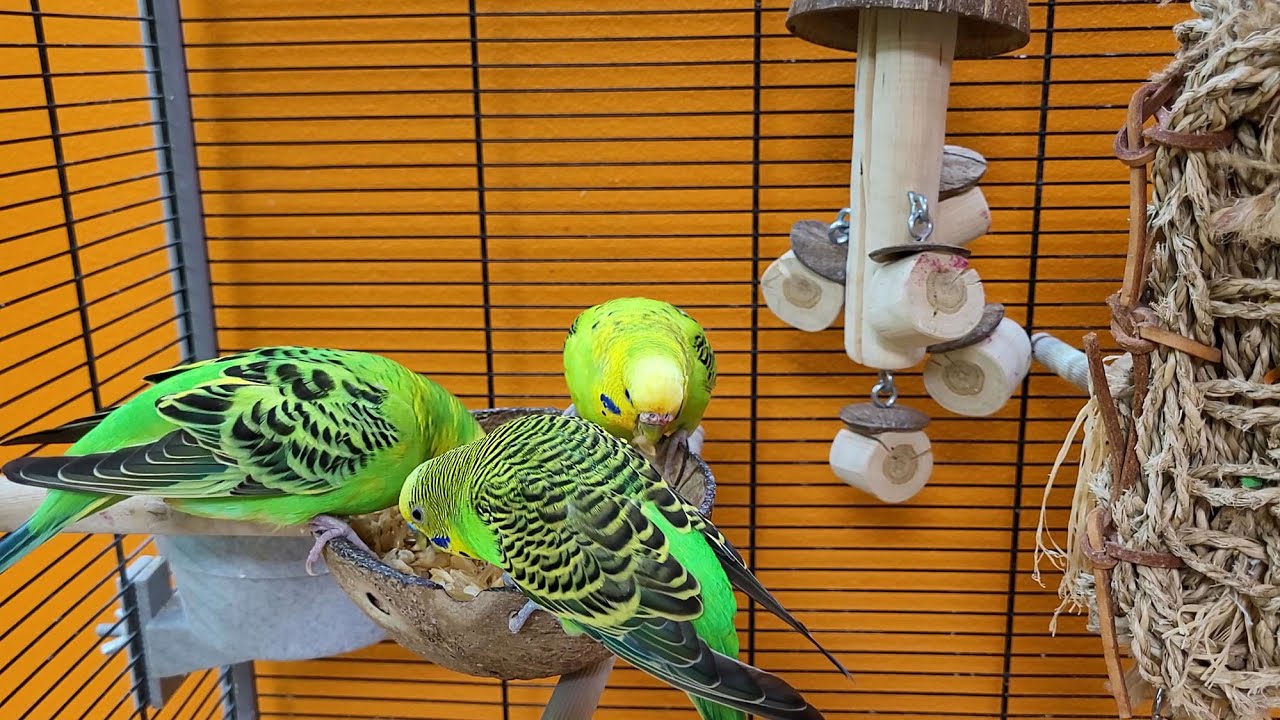 happy budgie sounds