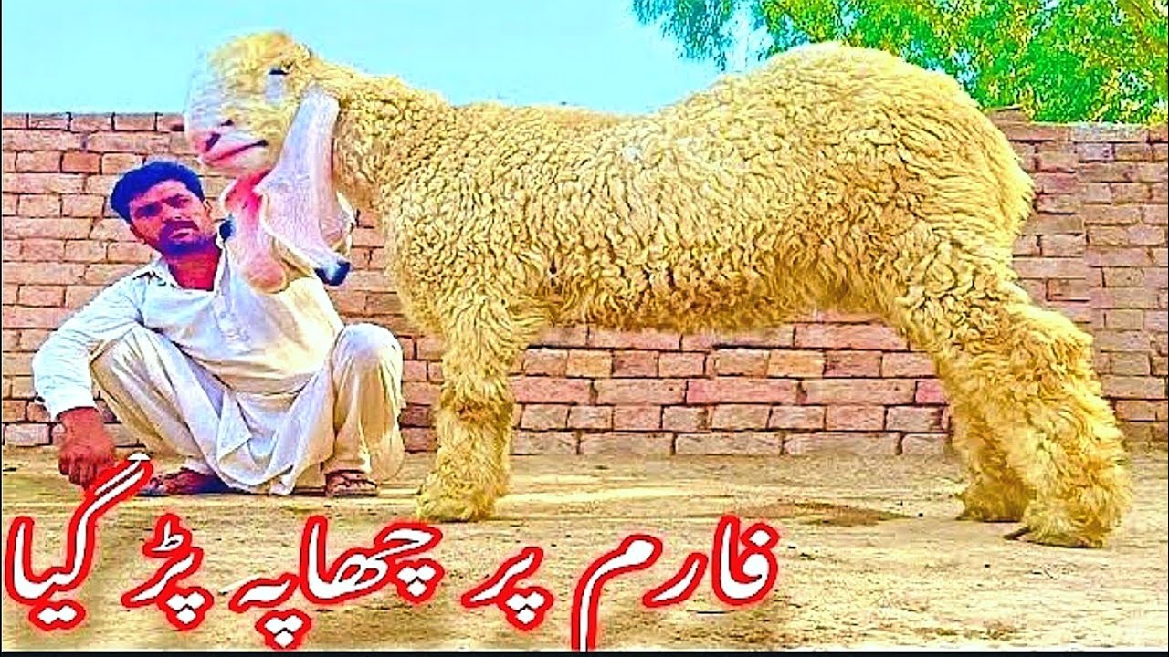 72 Breeder Kajlay Chatray || kajla chatra | big kajlay | baby goats | bakra | Bakra Mandi Pakistan