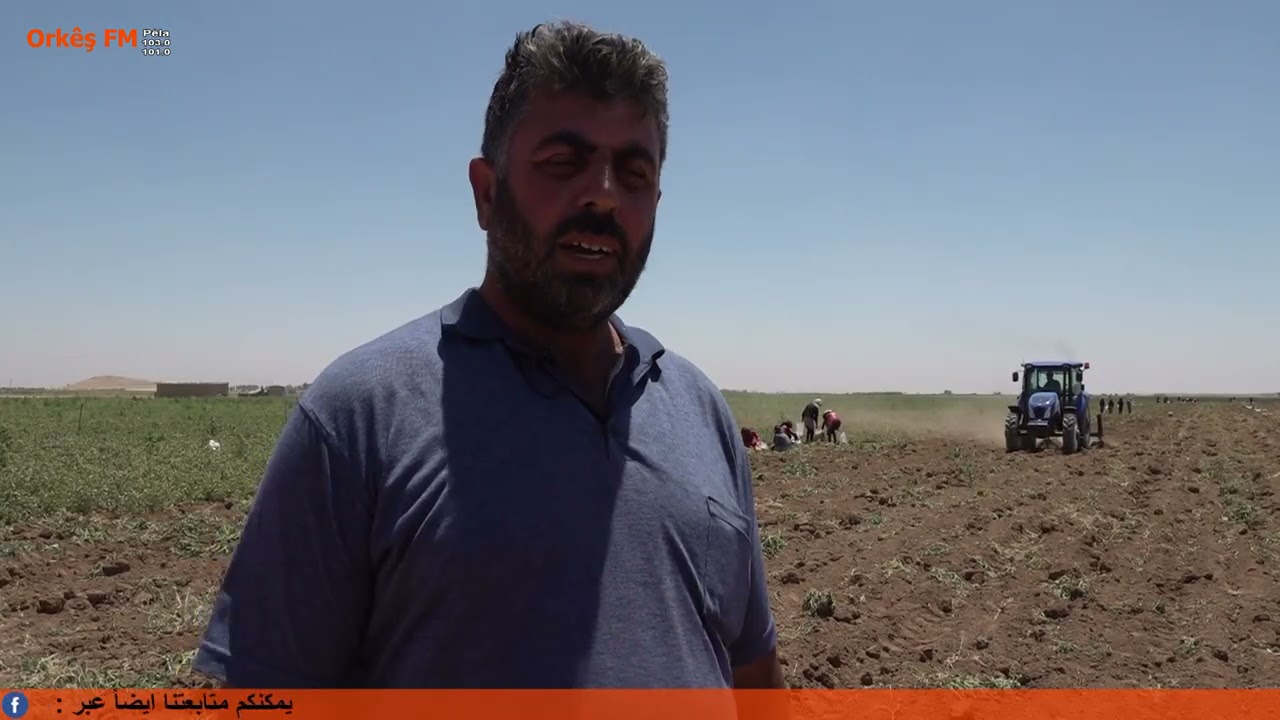 زراعة البطاطا في ريف مدينة عامودا المزارع انور محمد سعيد اسماعيل يتحدث عن هذه الزراعة