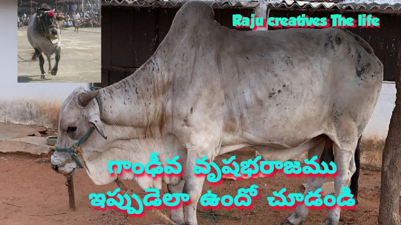 గాండీవ వృషభ రాజం ఇప్పుడెలా ఉందో చూడండి # ongole race bulls