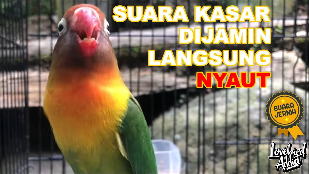 Pancingan Disertai Terapi Lovebird Ngetik Ngekek Paling Aktif Ampuh Langsung Nyaut Auto Bunyi