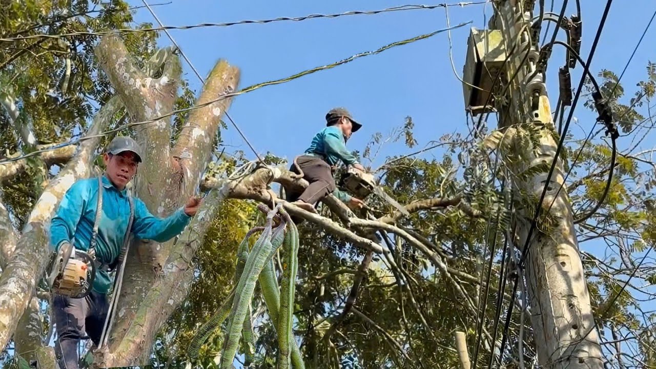 Cưa cây ô môi siêu trái , Gần trụ điện, Ở long xuyên .Cưa cây kỷ thuật cao