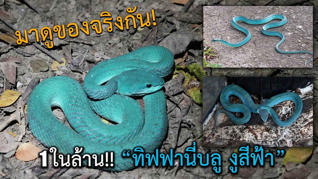 ลุยดิบ EP.20 1ในล้าน!! ทิฟฟานี่บลู งูสีฟ้า มันคืองูอะไร?
