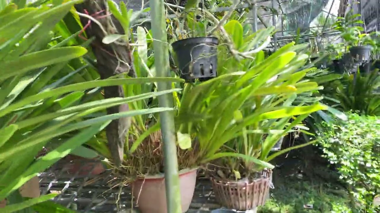 Bonsai 5/3 Thanh lý vườn lan kiếm sỉ & lẻ 200k -600k 0372523979