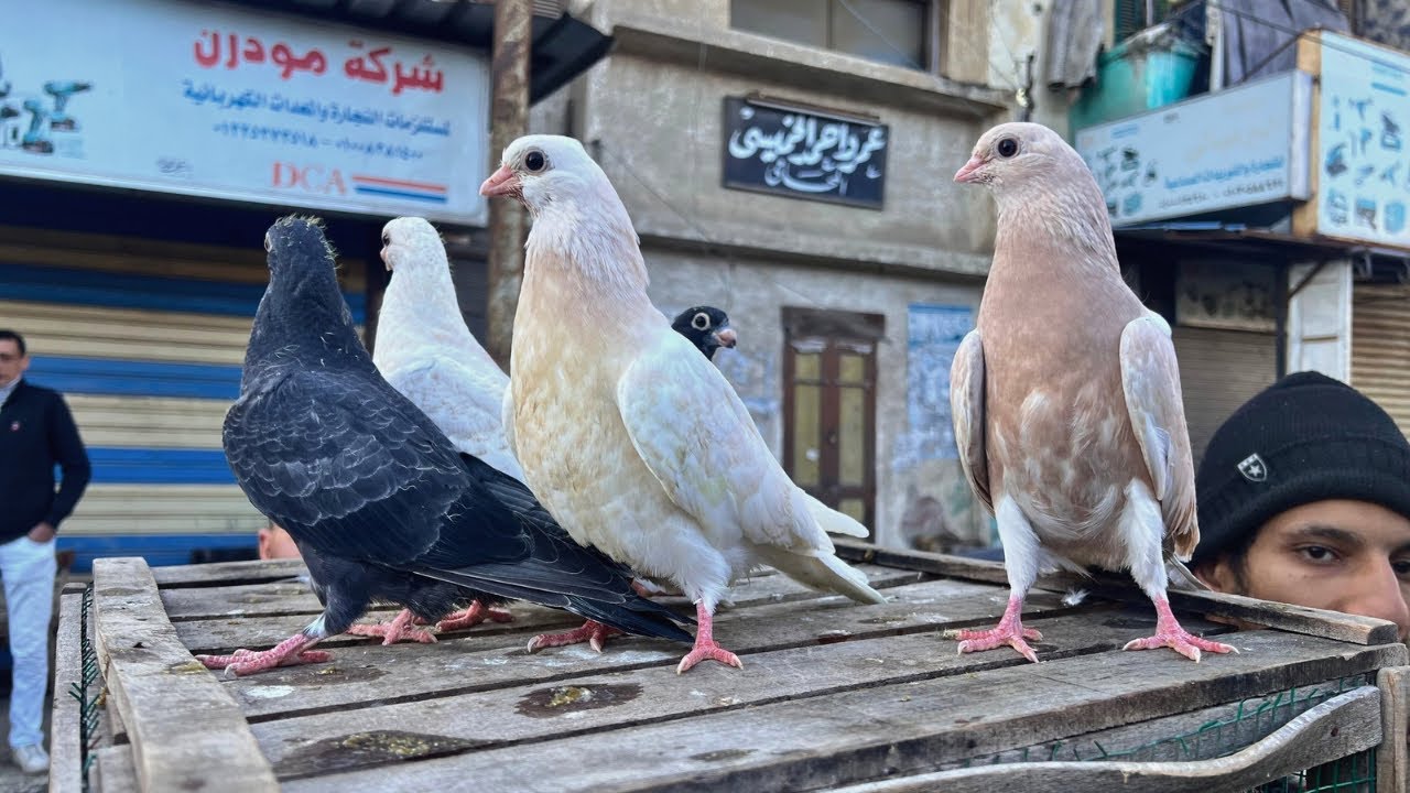 اسعار الحمام في سوق دمياط انهارده