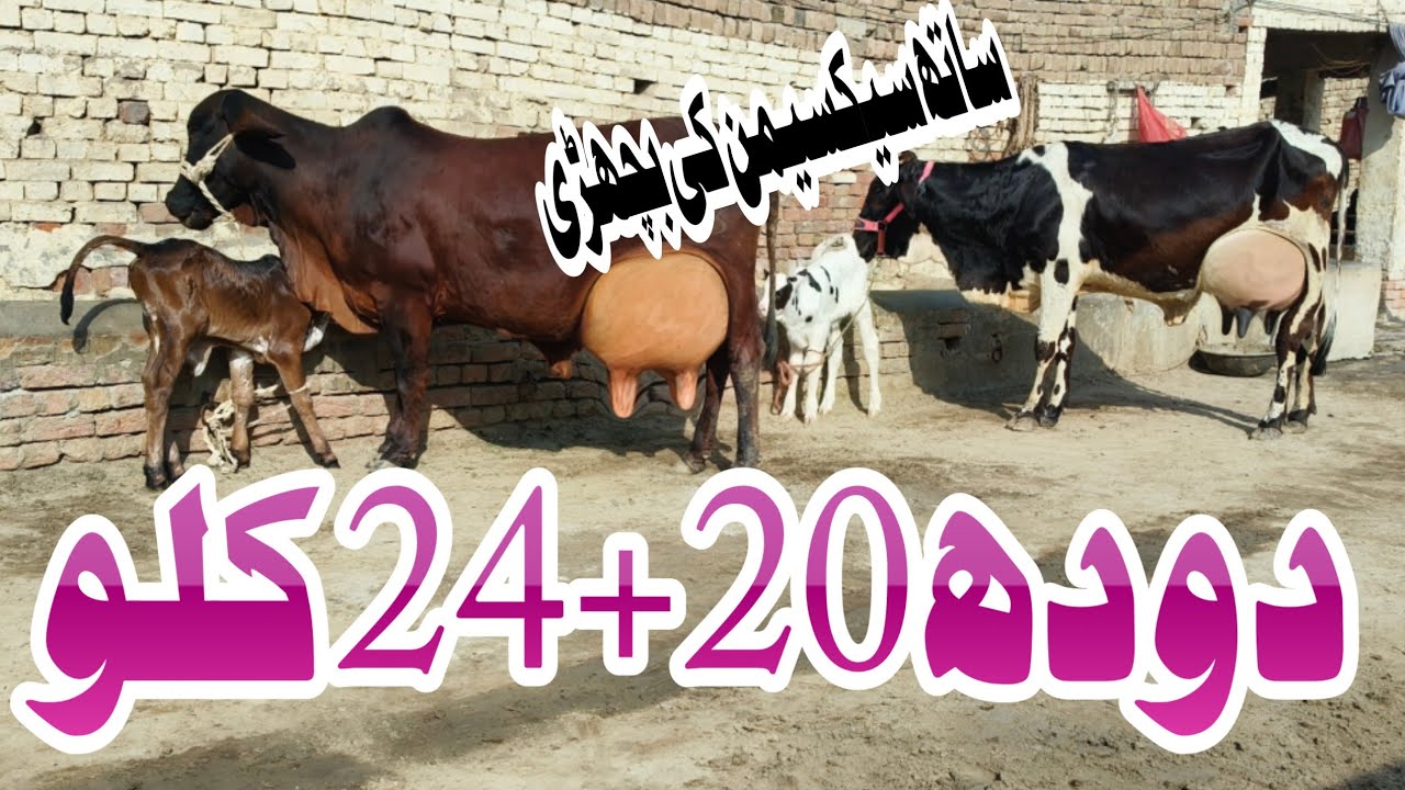 Cholstani Friesen Jersey Cross Cow For Sale In Pakistan 03001921999 Geo Animal TV 8 March 2026