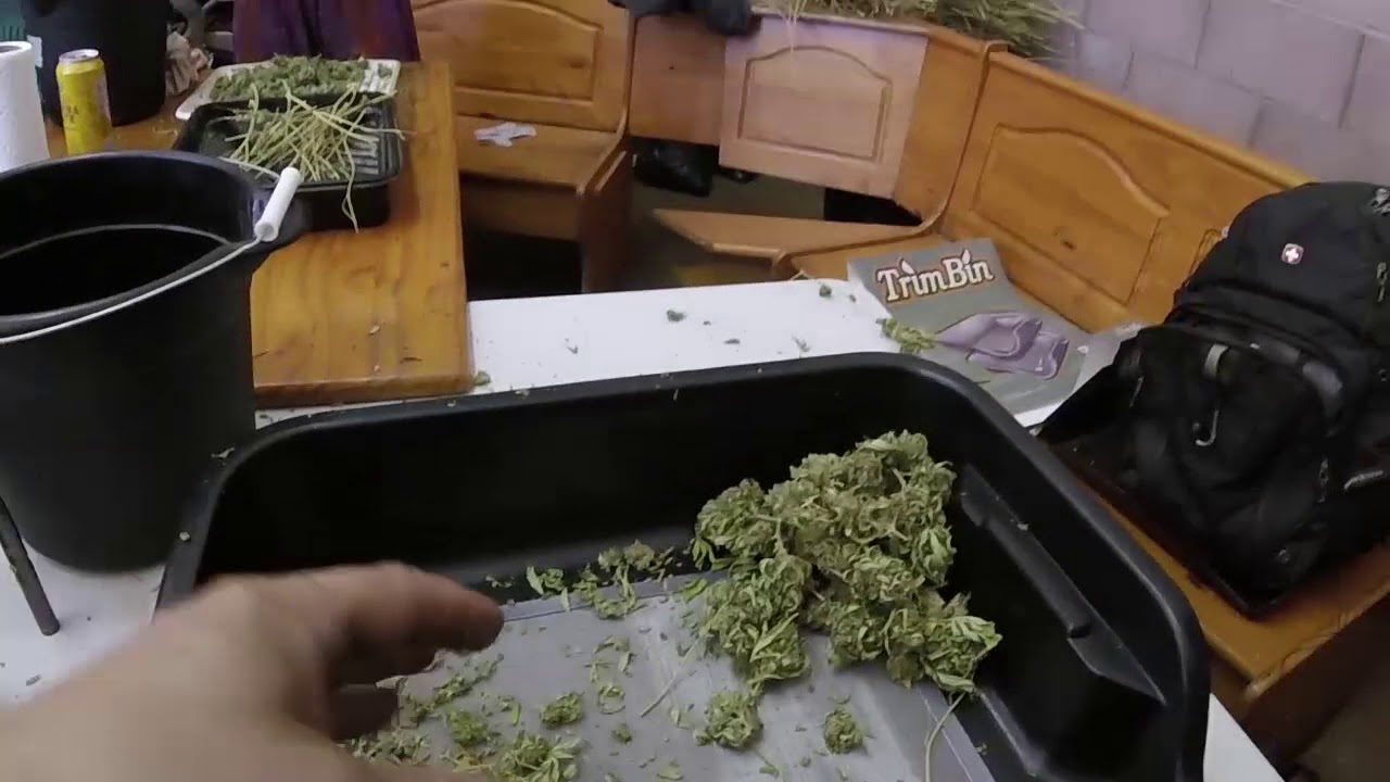 A Honest Review of Harvest More's Trim Bin | Cannabis Coz | Vlogtober Day 21