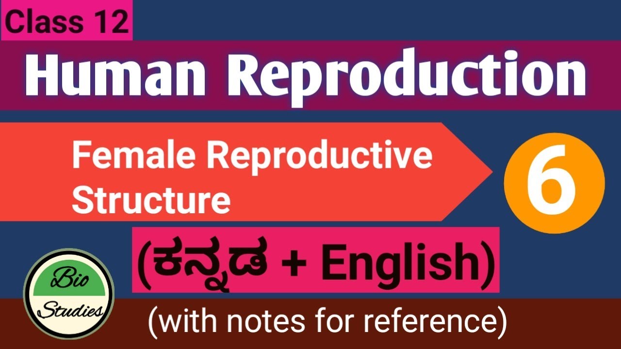 Class 12 - Human Reproduction - 6 - Female Reproductive system - Part 1