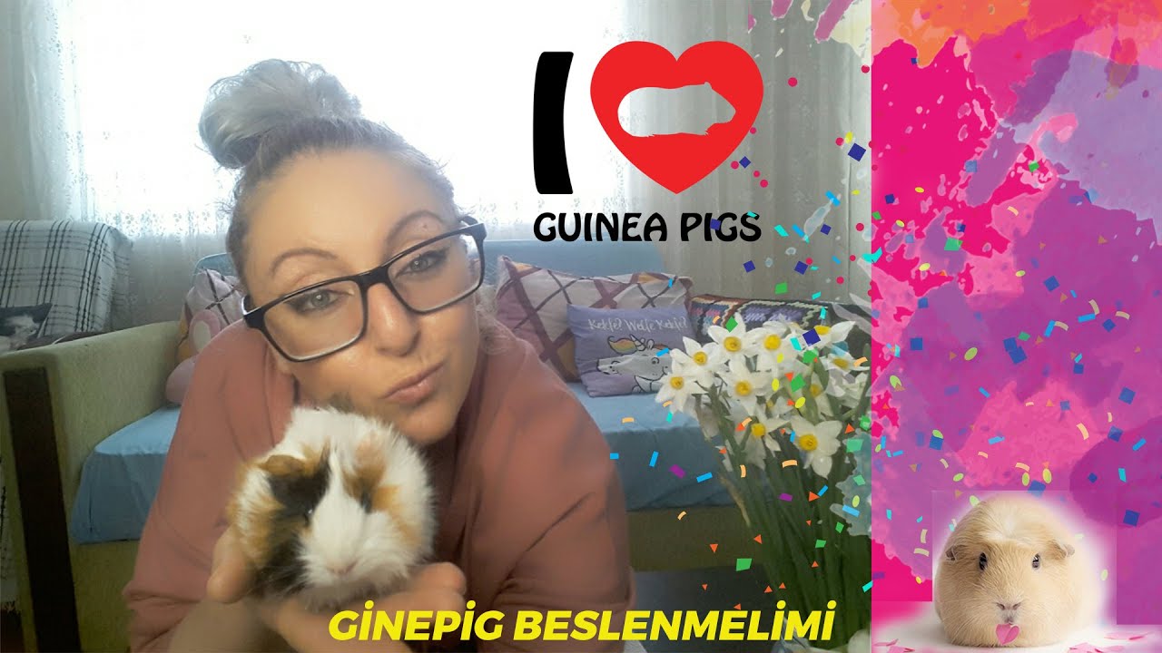 GİNEPİG SAHİPLENME BESLEME BAKIMI VE HERŞEY POKEMON KILIKLI JİMİN BONBON (2022)